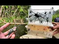 Download Lagu Hunting Top Giant Golden Orb Spider In The River !! Daddy long leg Spider, Weaver Orb