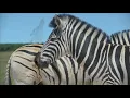 Great Heart - Johnny Clegg, Le Zoulou Blanc (lyrics)