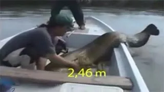 لحظة اصطياد حورية البحر حقيقية وحية صورتها عدسات الكاميرا    دندنها