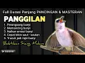 Lagu TRUCUKAN GACOR MEMANGGIL || pancingan, masteran terbaik untuk trucuk dan burung lainya