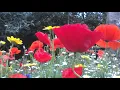 Poppies and Corn Marigolds