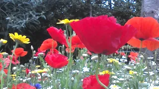 Poppies and Corn Marigolds