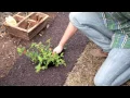 MAINTENANCE FREE MULCH