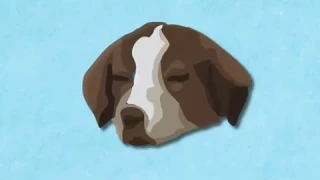 Best Dog Boarding Veterinarian Service Greeley