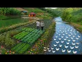 Download Lagu $12,000 Off-Grid Mega House 300m² | Unique Clean Duck Farming Lifestyle