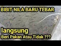 Download Lagu TEBAR BIBIT IKAN NILA !!BARU TEBAR LANGSUNG BERI PAKAN AMAN TANPA KENDALA