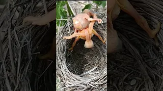 Baby Bird Falls Out Of Nest P3 Viral Trending Cuckoo Shorts Shorts Feed 