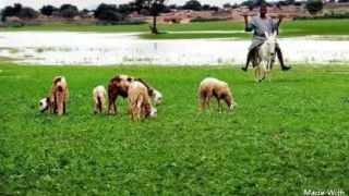 احمودي الزول السافر بعيد 