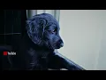 Download Lagu Sade - Cherish The Day (Pal Joey Remix) \u0026 Flat coated retriever