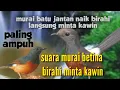 Download Lagu murai betina memanggil jantan || suara pancingan murai batu agar naik birahi dan cepat kawin