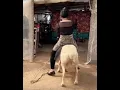 Lagu Sheep Riding #sheep #sheepriding #goat #goatriding #donkey #donkeyriding #Buffaloriding
