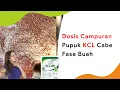 Lagu Dosis Pupuk KCl untuk Buah Cabe, Jadi NPK Generatif