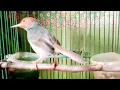 Download Lagu Suara Pikat PRENJAK KEPALA MERAH JANTAN Ngalun merayu masteran prenjak MERAH GACOR
