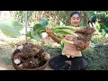 Download Lagu Countryside vlog: Harvest big Taro from grandma's farm for my reicpe - Country food cooking