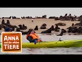 Download Lagu Wie robben Seebären? | Reportage für Kinder | Anna und die wilden Tiere