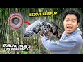Download Lagu BAWA PULANG BURUNG HANTU KECIL DARI ALAM YANG TIBA-TIBA MUNCUL PAS LAGI NGEJARING BURUNG!