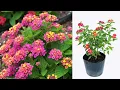 Download Lagu Tips voor het vermeerderen van Lantana camara uit stekken | lantana uit stekken laten groeien