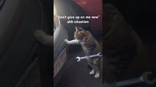 Meet My Cat Mechanic Rusty Cat Cats Cars Memes Funny 