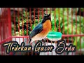 Tledekan Gunung Ngeplong Buat Masteran Burung Anis Merah, Burung Anis Kembang, Burung Hwamei