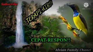 masteran sogon full tembakan ampuh 