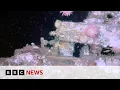 Download Lagu Terra Nova polar shipwreck filmed in detail for first time | BBC News