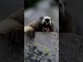 Download Lagu Grappige Marmot Schreeuwt - Originele Video