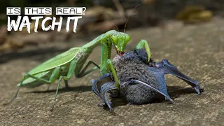 The Snake Didn't Know It Was the Prey