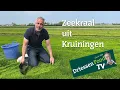Lagu Vlog 17 Zeekraal uit Kruiningen
