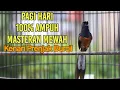 Lagu Pancingan Murai Batu GACOR pagi hari 100%Efektif bikin BONGKAR ISIAN kenari prenjak burcil