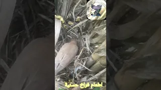 طائر العندليب 