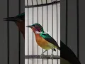 Download Lagu Burung Kolibri Wulung