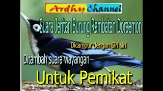 suara pikat rambatan doraemon menjerit