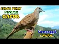 Download Lagu SUARA BURUNG PERKUTUT PIKAT GACOR AMPUH UNTUK PANCINGAN AGAR BUNYI