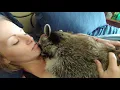 Download Lagu Pet Raccoon loves his morning snuggles