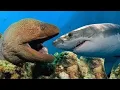 Download Lagu Most Satisfying Moray Eel fighting Shark Video - Amazing Battle Under Seabed With Beautiful Natural