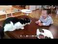 打首獄門同好会「猫の惑星」