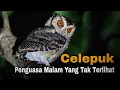 Download Lagu Burung Celepuk | Antara Mitos, Fakta, dan Ancaman Kepunahan