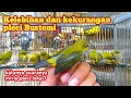 Download Lagu Apakah pleci Bustomi bisa gacor❓Simak Video ini sebelum Beli Pleci Bustomi