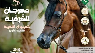 مهرجان الشرقيه للخيول العربية مسابقه ادب الخيل 