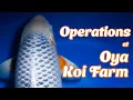 Oya Koi Farm Greenhouse Tour: Making Tosai