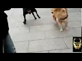 Download Lagu Cachorro dançando capoeira 😂😂😂