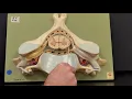 Professor Long 2401 Lab Spinal Cord Anatomy