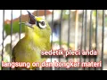 Download Lagu Cuit Cuit Pleci Nembak Memancing Lawan Hitungan Menit Pleci Anda Langsung On