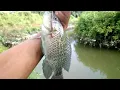 Download Lagu Mancing nila pakai umpan cacing dan begini cara pasangnya!!!!