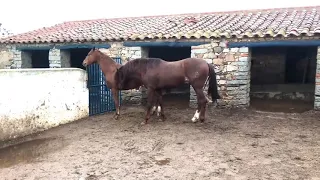 تزاوج الحصان تكاثر الحصان 