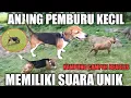 SUARA ANJING PEMBURU UNIK‼️ DI SAAT NGEJAR BURUWAN CAMPUR (ANJING KAMPUNG BEAGLE#anjingpemburu