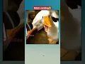 Download Lagu bebek sumbing slebew🤣#shorts #videolucu