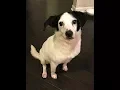 Snoopy - Beagle mix