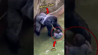 سقط طفل بجوار غوريلا فشاهد ماذا فعلت مشهد يحبس الأنفاس 
