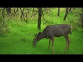 Zion National Park 8K Documentary | A Cinematic Journey Between Stone and Water